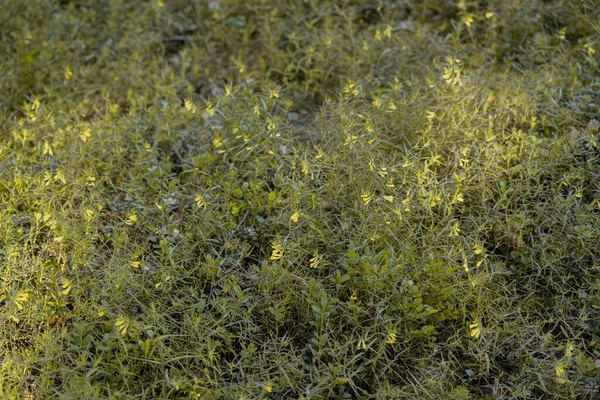 Pequenas Flores Amarelas Floresta Natureza Sscandinavia Finlândia — Fotografia de Stock