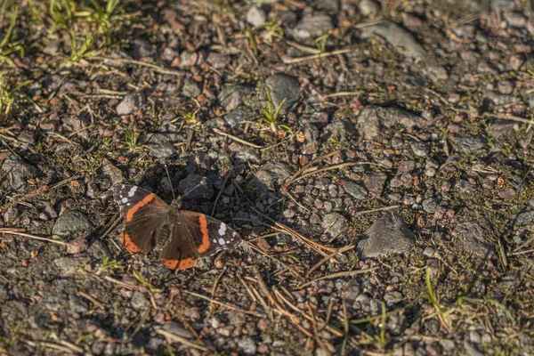 Borboleta Olho Pavão Estrada Cascalho Natureza Escandinava Finlândia — Fotografia de Stock