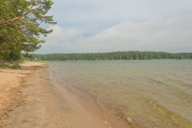 Kumsal ve çam ağaçları. Yaz deniz manzarası. İskandinav doğası. Finlandiya. Porvoo