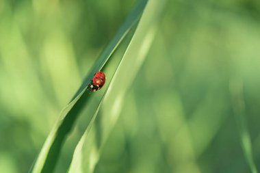 Yeşil baston yapraklı kırmızı uğur böceği. Yakın plan, metin için bir yer var..