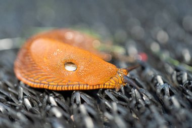 Arion lusitanicus - bir karasal gastropod yumuşakçaları türü Salyangozların kabuğu yoktur, bir sümüklü böcek. Bu türün temsilcileri birçok Avrupa ülkesinde tarıma ciddi zarar vermektedir. Ön görünüm yumuşak odak