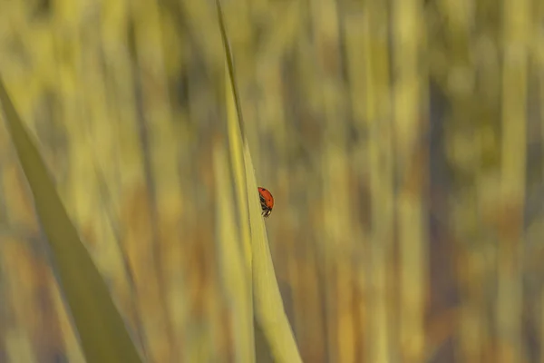 Red Ladybug Green Cane Leaf Close Place Text — Stock Photo, Image