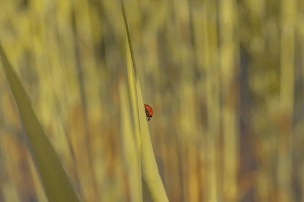 Coccinelle Rouge Sur Une Feuille Canne Verte Gros Plan Une — Photo