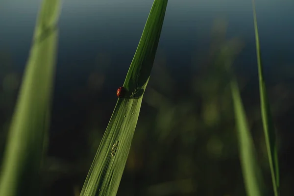 Κόκκινη Πασχαλίτσα Πράσινο Φύλλο Ζαχαροκάλαμου Κοντινό Πλάνο Υπάρχει Ένα Μέρος — Φωτογραφία Αρχείου