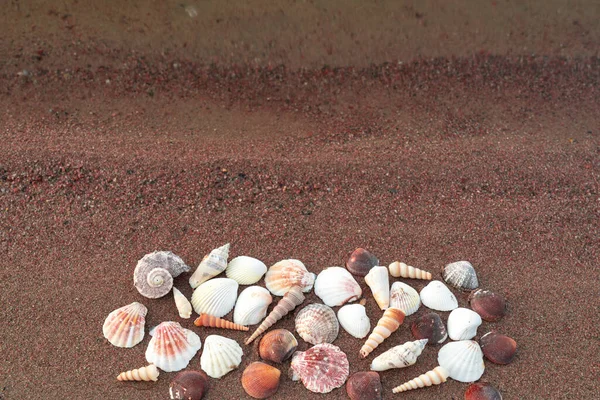Schelpen Het Zand Zijn Prachtig Gestapeld Zomer Concept Een Plek — Stockfoto