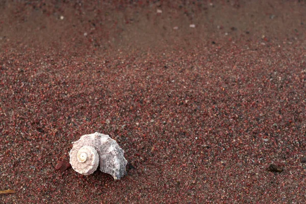 Schelpen Het Zand Zijn Prachtig Gestapeld Zomer Concept Een Plek — Stockfoto