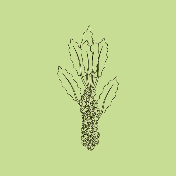 Spruiten plantaardige — Stockvector