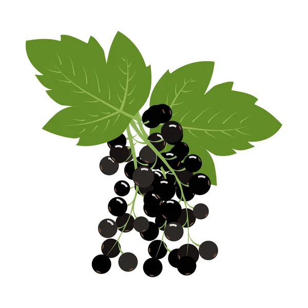 Grosella Negra Granja Fresca Orgánica Dulce Jugosa Berry Vector Ilustración — Archivo Imágenes Vectoriales