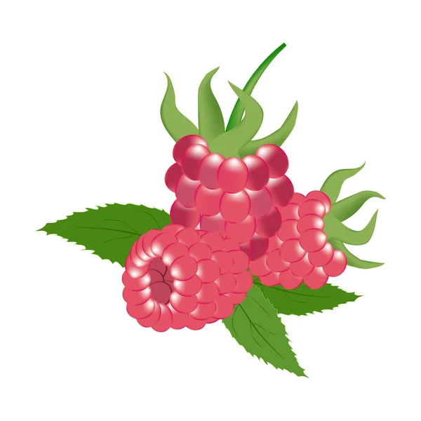 Raspberry Fresh Farm Organic Sweet Juicy Berry Vector Illustration White — Stock Vector