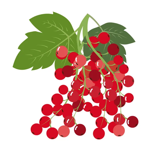 Rote Johannisbeere Frisch Bauernhof Bio Süß Saftig Beeren Vektor Illustration — Stockvektor