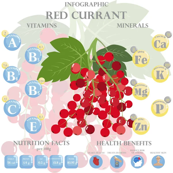 赤スグリの栄養素に関するインフォグラフィック 赤スグリ ビタミン ベリー 健康食品 食事療法のベクトルイラスト ビタミンやミネラル 赤スグリの健康上の利点 — ストックベクタ