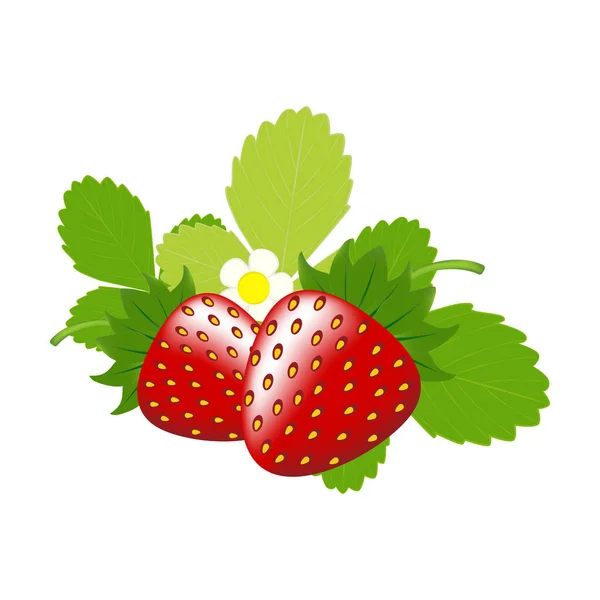 Strawberry Organic Sweet Juicy Berry Vector Illustration White Background — Stock Vector