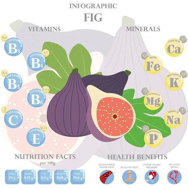 Infografika Składnikach Odżywczych Rysunku Wektorowe Ilustracje Fig Witamin Owoców Zdrowej — Wektor stockowy