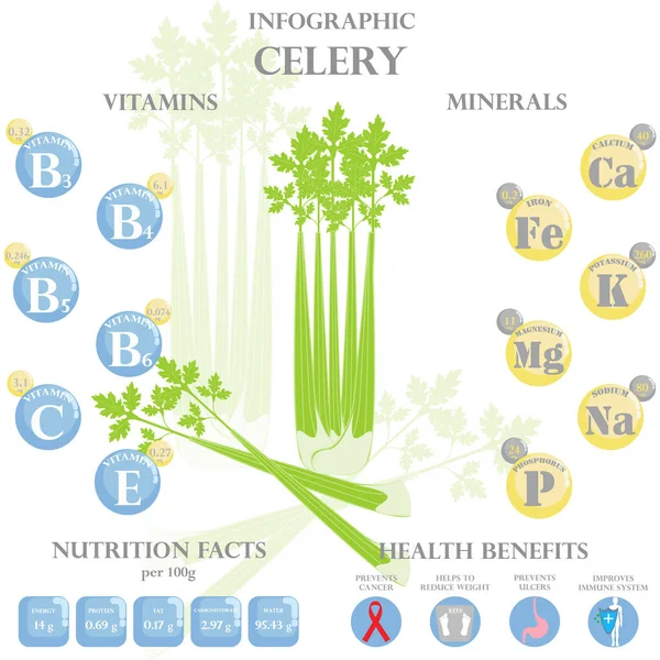 Infografika Zellerben Lévő Tápanyagokról Vektor Illusztráció Zeller Vitaminok Zöldségek Egészséges — Stock Vector