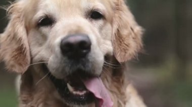 Golden retriever köpek nefes alır