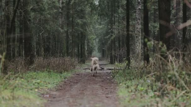 Golden Retriever hond loopt Rechtenvrije Stockvideo