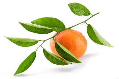 Beyaz arka plan üzerinde izole mandalina (mandalina)