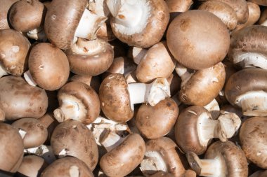 Arka plan taze bütün champignon mantar