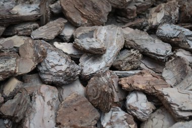 çam kabuğu arka planı