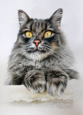 Gri gümüş renkli, uzun saçlı kedinin portresi. Sarı gözlü, sadece kafası, renkli kalemlerle çizilmiş.