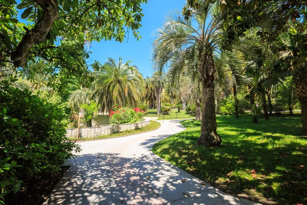 Callejón sombrío en el arboreto de Sochi, Rusia, día de verano —  Fotos de Stock