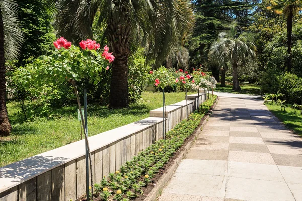 Shady alley decorated with rosebushes in the arboretum of Sochi — Stock Photo, Image