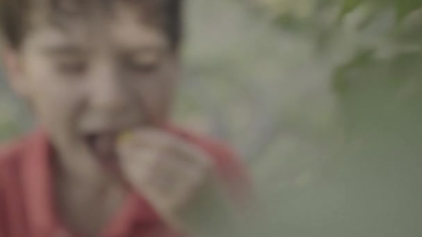 De jongen scheurt de abrikoos van de boomtak en eet hem met plezier op — Stockvideo