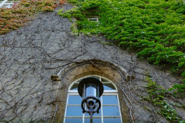 St Johns kolej binasının duvarları boyunca sarmaşık örer.