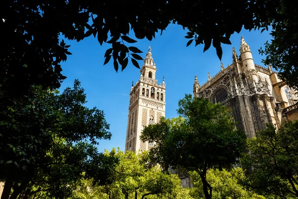 Wieża Giralda przez drzewa. 10 września 2015 — Zdjęcie stockowe