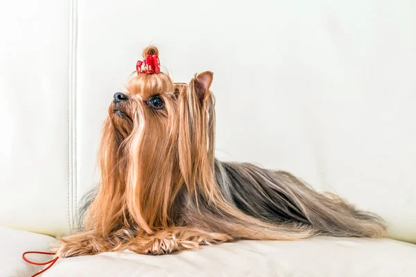 Bataklıkta çamur içinde sıkışmış araba