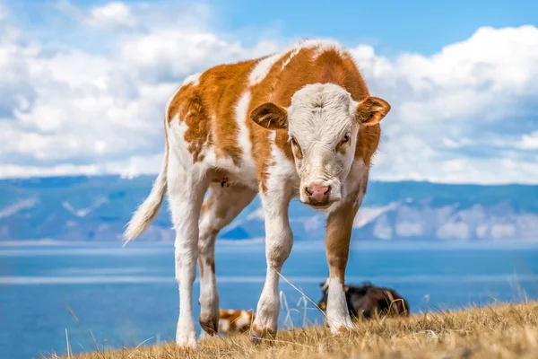 Beyaz noktalar ile kızgın genç kırmızı inek