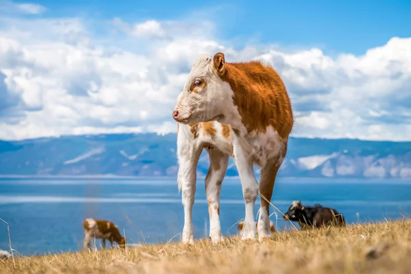 Beyaz noktalar ile genç kırmızı inek