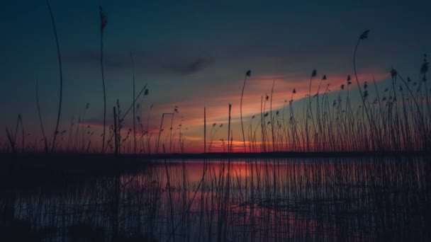 Schilf Wiegt Sich Wind Frühen Morgen Auf Dem See — Stockvideo