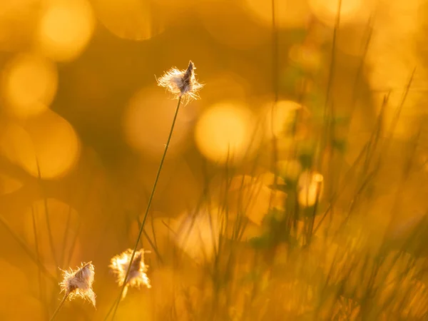 Minimalistic image of cotton grass in the rays of evening sun on a swamp