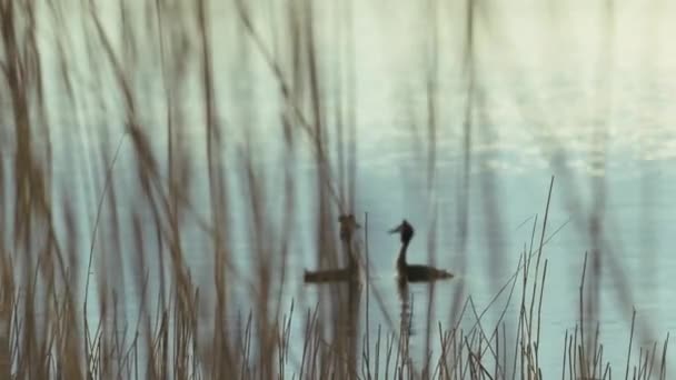 Great Berdada Pasangan Grebe Danau Hutan — Stok Video