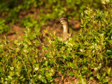 Mallard ördeği gölün yakınındaki çalılıklarda saklanıyor.