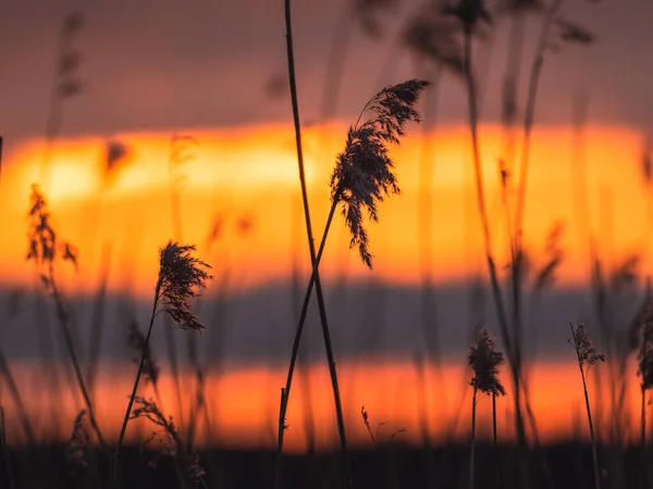 Силуети Очерету Красивому Сході Сонця Лісовому Озері — стокове фото