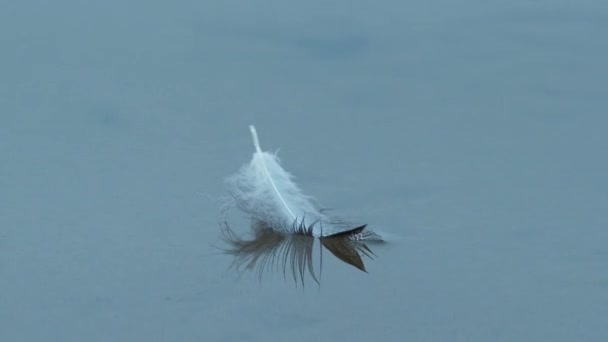 Vogelfeder Auf Der Wasseroberfläche — Stockvideo