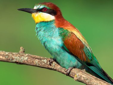Portrait of european bee-eater on a green background