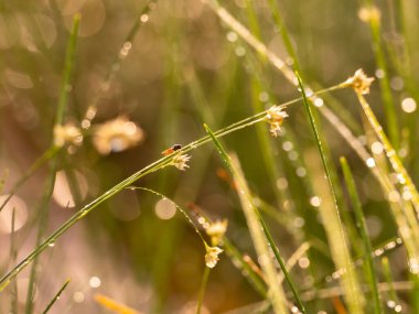 Bir sinek güzel bir bokeh ile bir ot sapının üzerinde oturur.