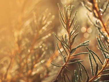 Biberiye sapı, göz kamaştırıcı güzellikteki Bokeh ile yakın plan.