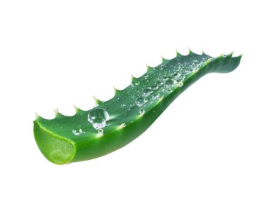 Bir aloe sapına su damlaları yakın plan beyaz zemin üzerinde izole