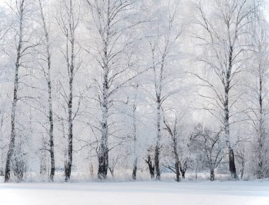 Ağaçların sıraları buzla kaplıdır.