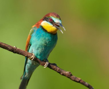 Avrupa arı yiyicisi (Merops apiaster) kuru bir dalda gagası açık oturur