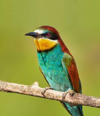 Avrupa arı yiyicisinin portresi (Merops apiaster) yakın plan