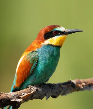 Karmaşık Avrupalı arı yiyicinin portresi (Merops apiaster)