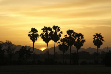 Akşam ışığı ile ağacı