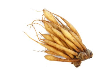 Galingale (Boesenbergia rotunda)