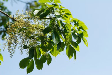 kauçuk ağaçları yeşil