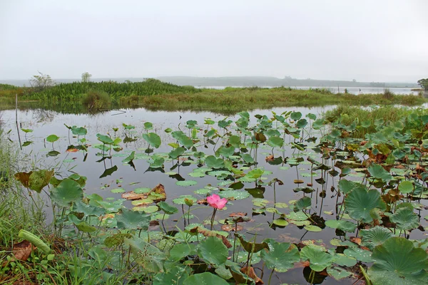 Sabah sis Lotus alanları